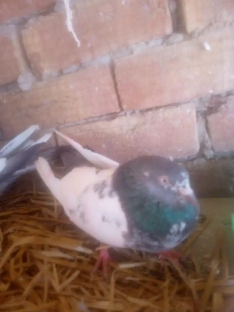 6 Kabutar for sale 2 bachy or 2 pair high quality — photo 2