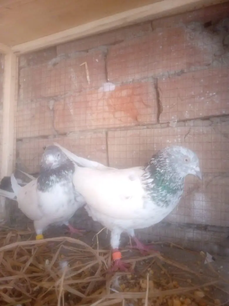 6 Kabutar for sale 2 bachy or 2 pair high quality — photo 3