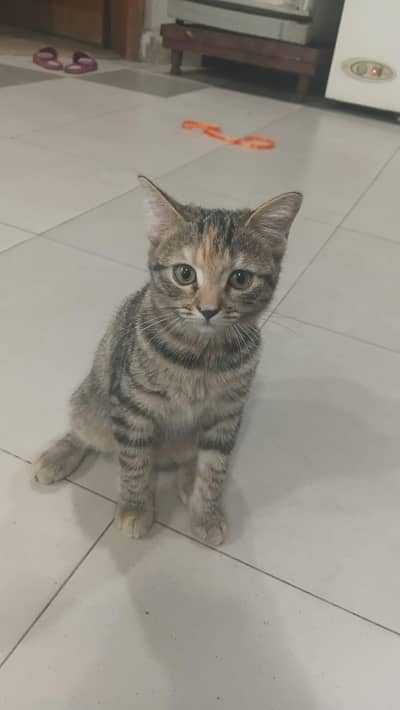 Healthy Persian Kitten For Sale - Litter Trained - 4 Months Old`
