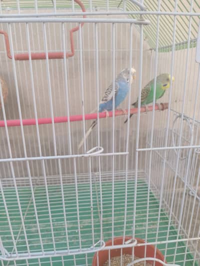 beautiful color full Budgies breeder pair for sale with cage