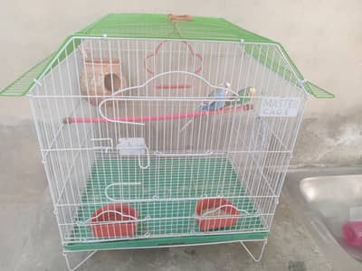 beautiful color full Budgies breeder pair for sale with cage