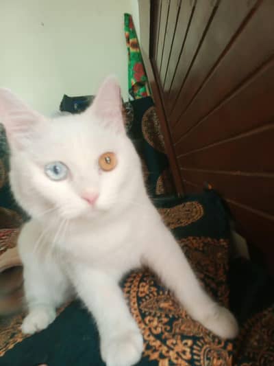 ody eyes Billa