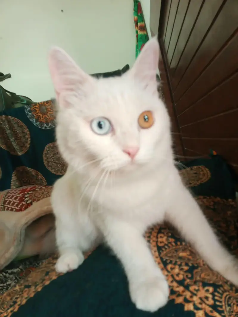 ody eyes Billa — photo 2