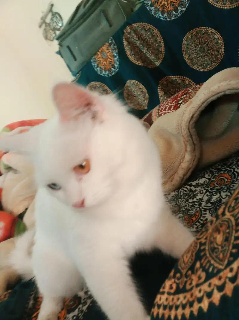 ody eyes Billa — photo 3