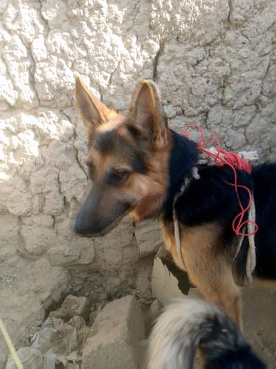 Home friendly dog for sale