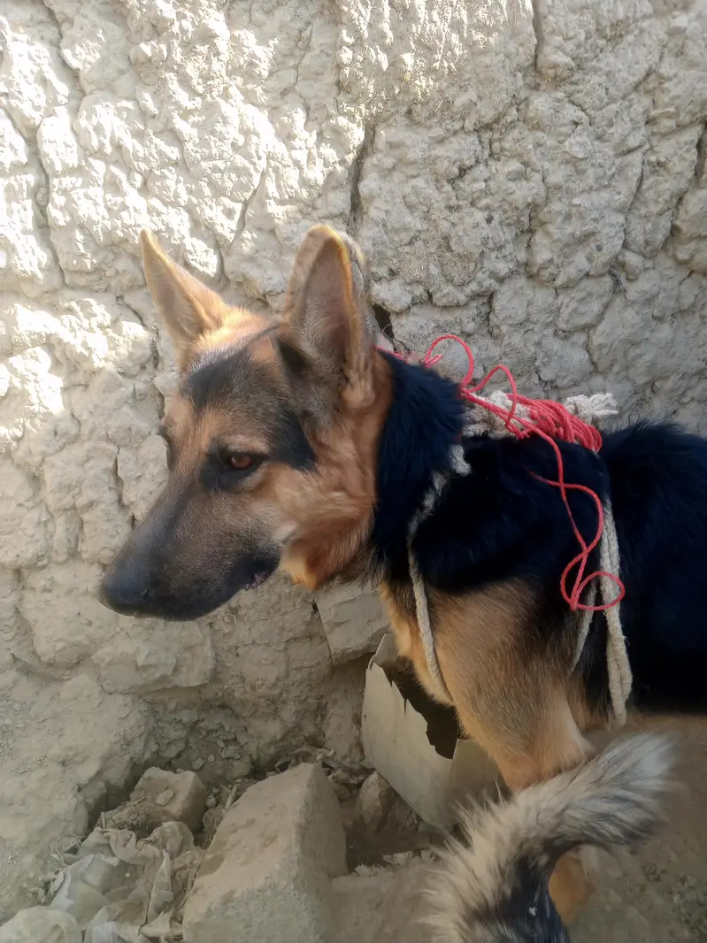Home friendly dog for sale — photo 2