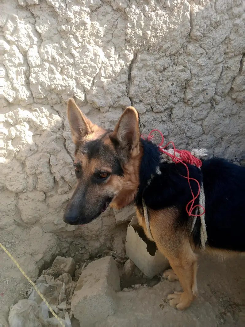 Home friendly dog for sale — photo 3
