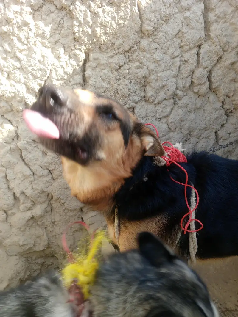 Home friendly dog for sale — photo 4