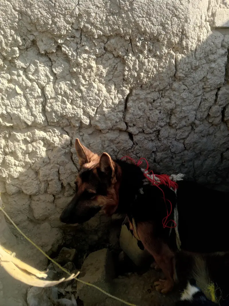 Home friendly dog for sale — photo 5