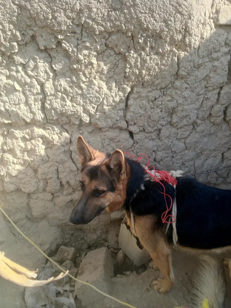 Home friendly dog for sale — photo 6