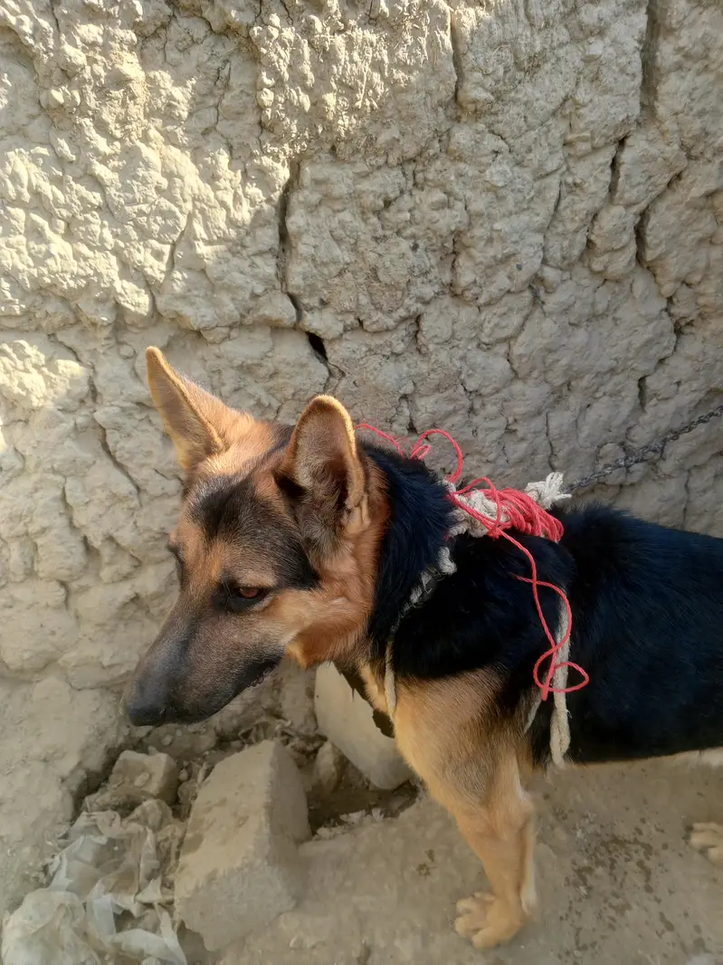 Home friendly dog for sale — photo 7
