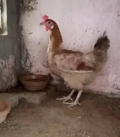 Golden misri hens