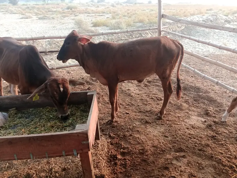 sahiwal full healthy active vaccinated bachri bachra — photo 2