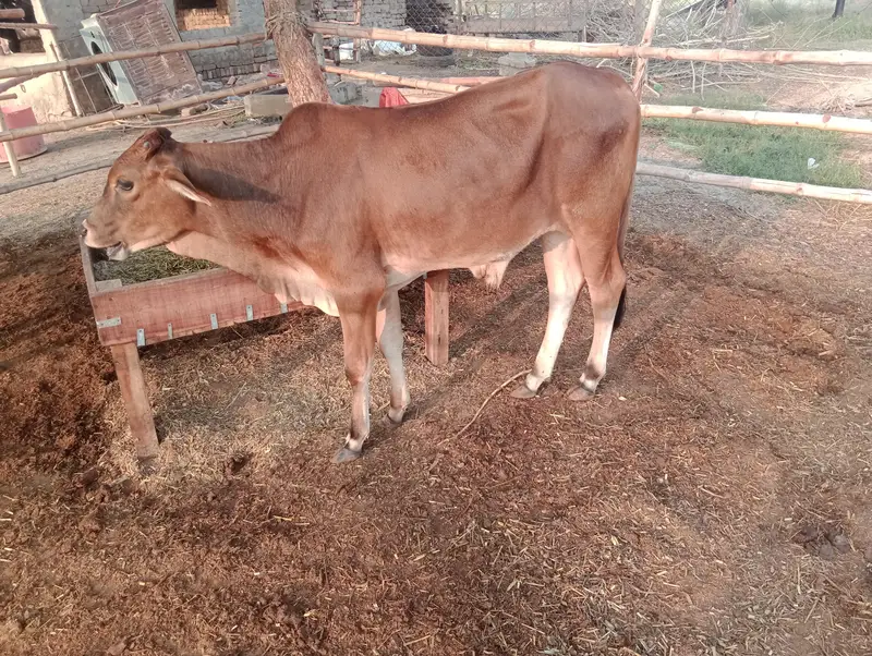 sahiwal full healthy active vaccinated bachri bachra — photo 3