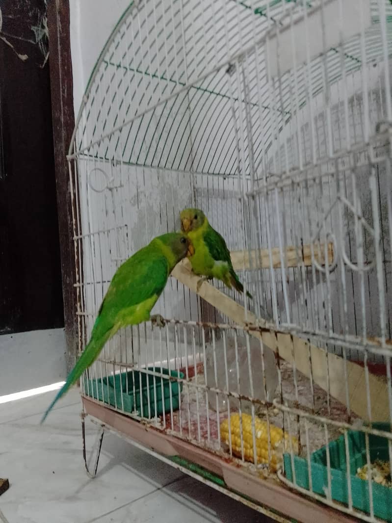plum headed parrots 0