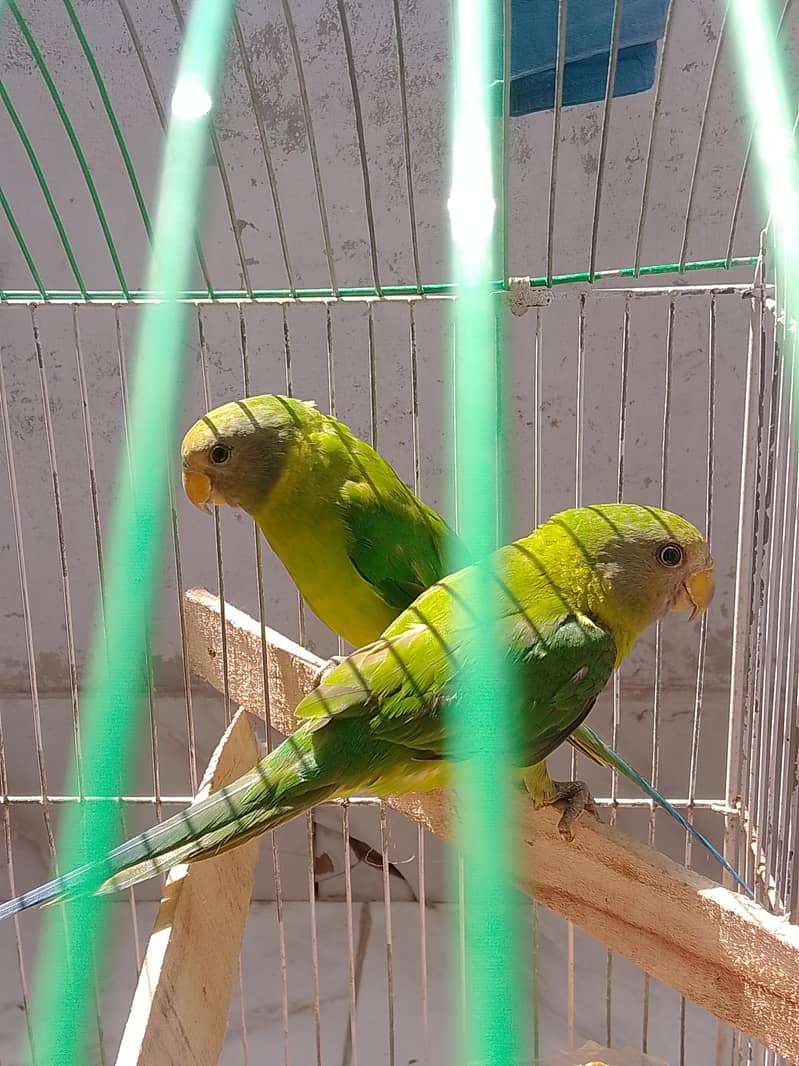 plum headed parrots 1
