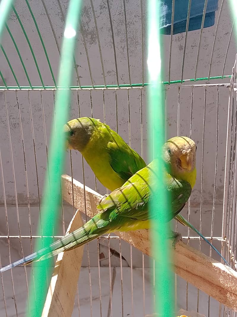 plum headed parrots 2