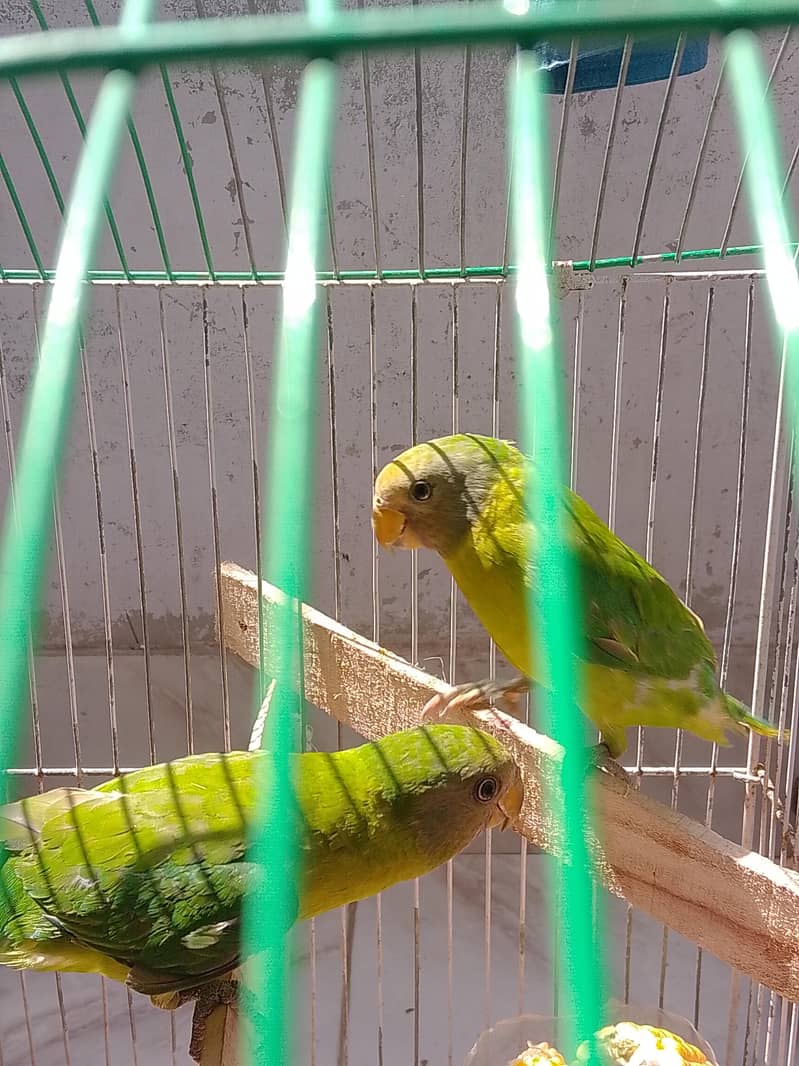 plum headed parrots 3