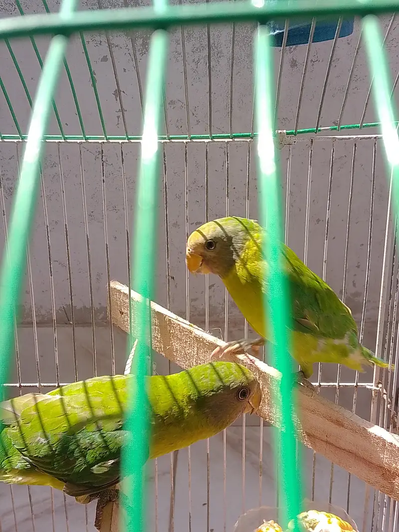 plum headed parrots — photo 4