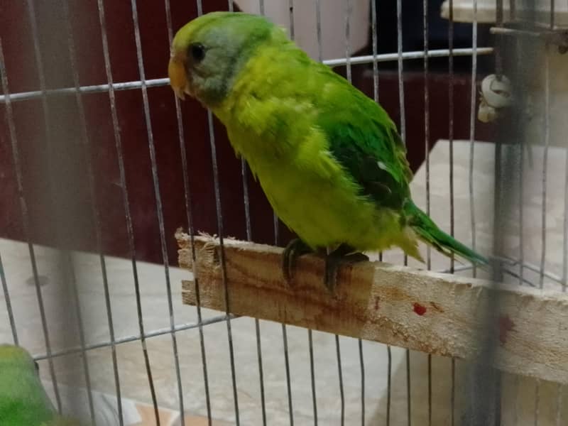 plum headed parrots 4