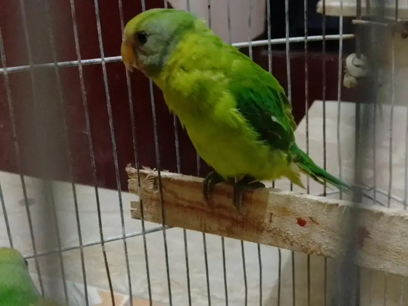 plum headed parrots — photo 5