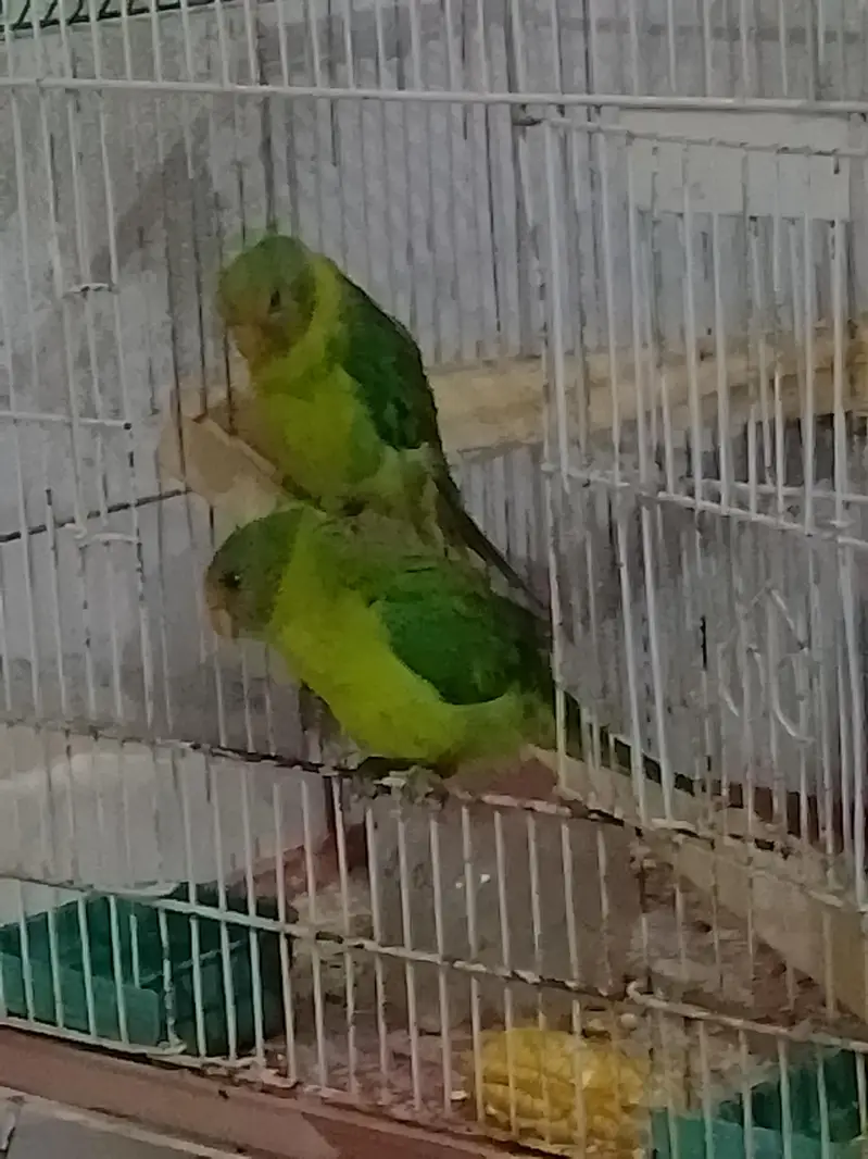 plum headed parrots — photo 6