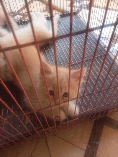 Persian cat baby for sale