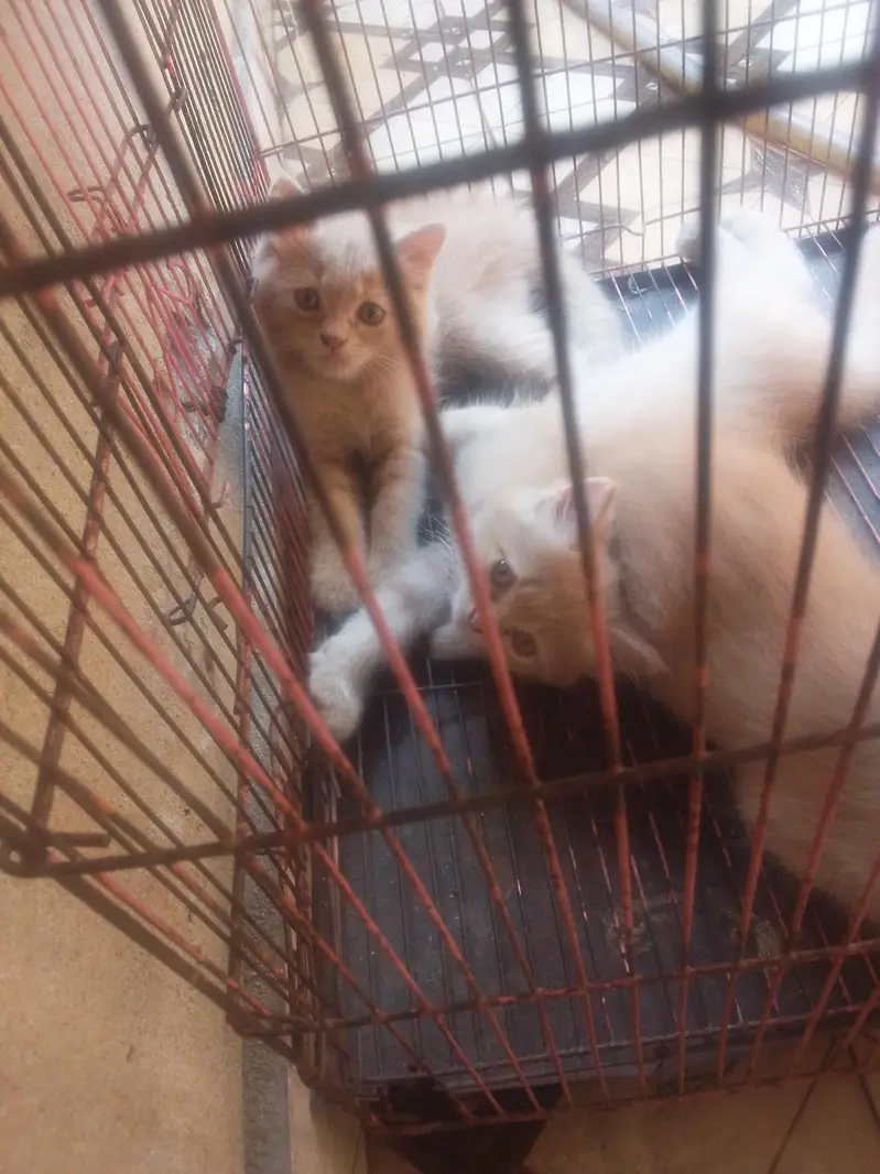 Persian cat baby for sale — photo 2