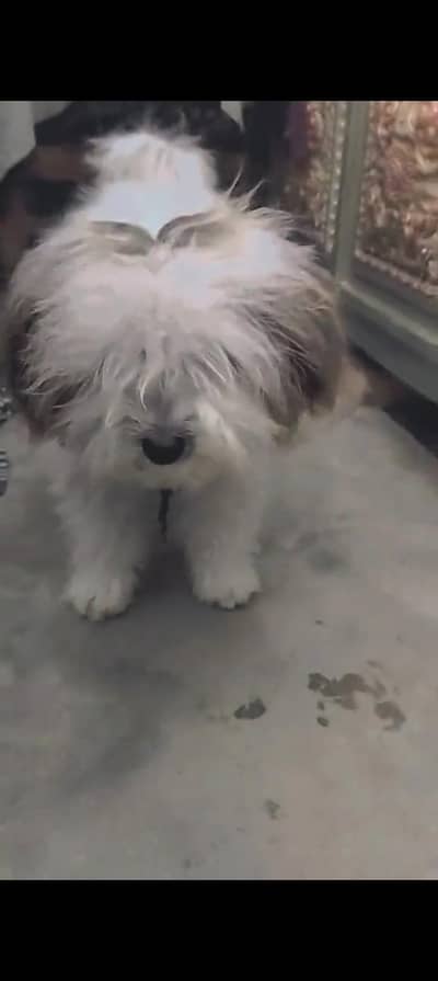 dog for sale