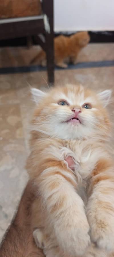 Pure Quality Persian Kittens – White & Orange/Ginger Long Coat