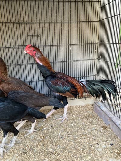 Aseel Shamo cross breeder pair