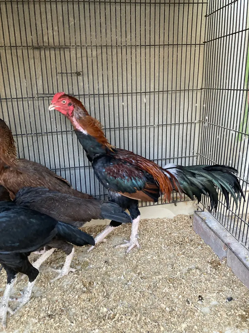 Aseel Shamo cross breeder pair — photo 2