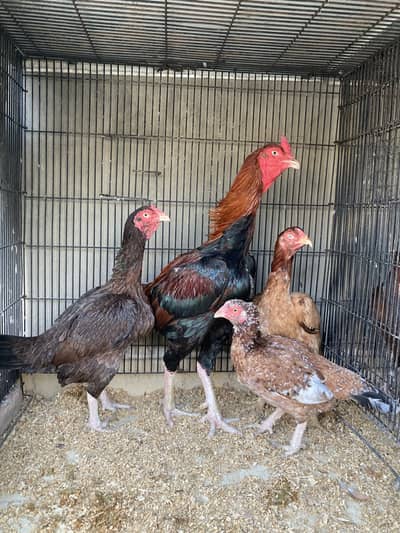 Aseel Shamo cross breeder pair