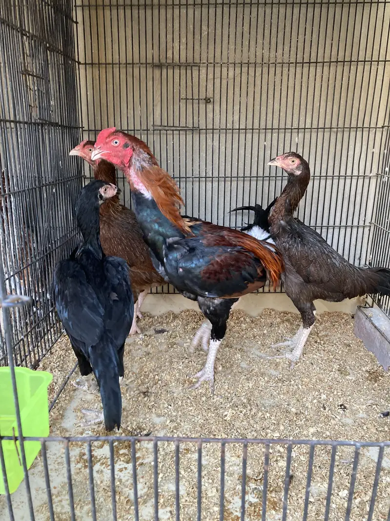 Aseel Shamo cross breeder pair — photo 3