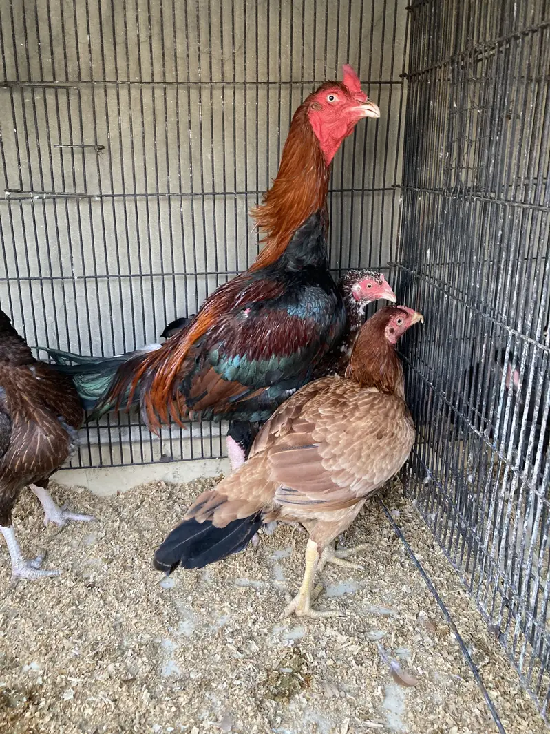 Aseel Shamo cross breeder pair — photo 4