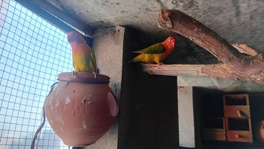 lovebirds pair