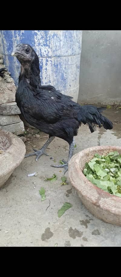Black dragon females for sell
