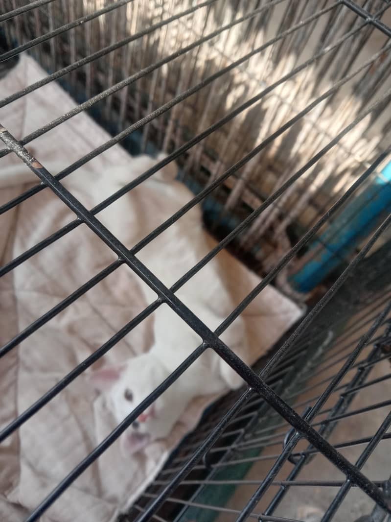 lucky cat 0