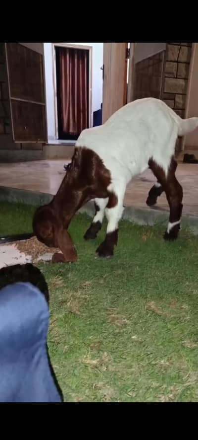 Healthy baby kamori goat for sell