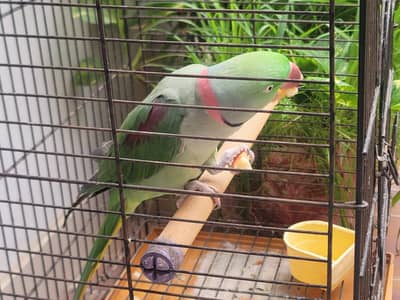 Best talking parrot