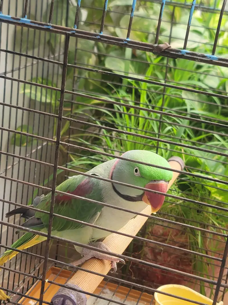 Best talking parrot — photo 2