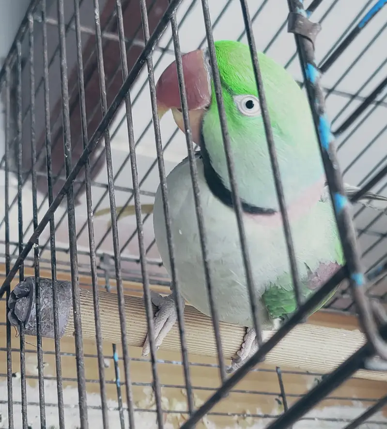 Best talking parrot — photo 3