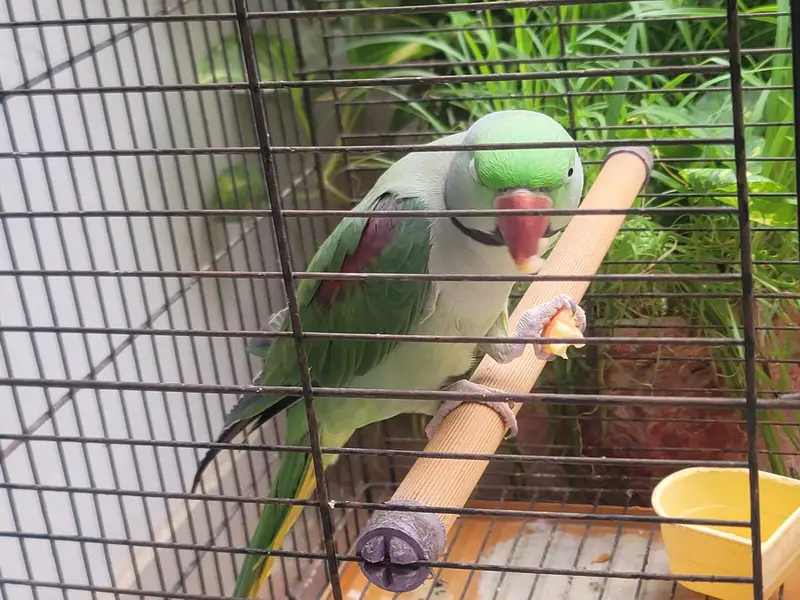 Best talking parrot — photo 4