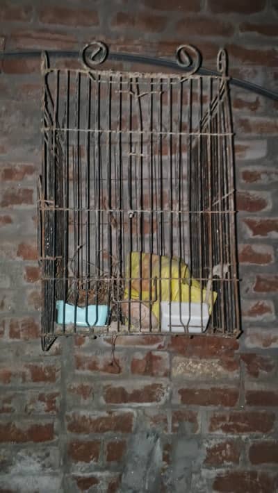 cage for big parrot