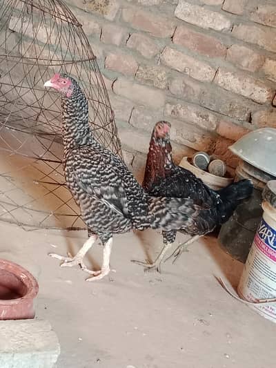 Hen for sale