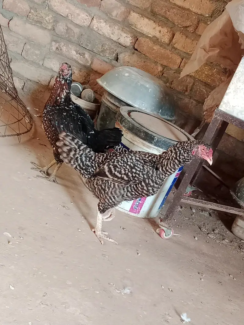 Hen for sale — photo 2