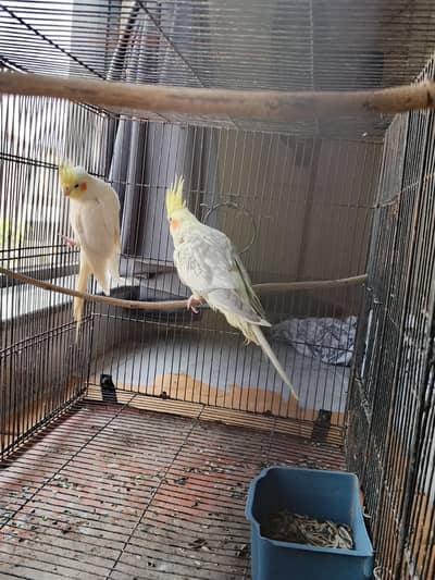 cocktail breeder available 03346009080