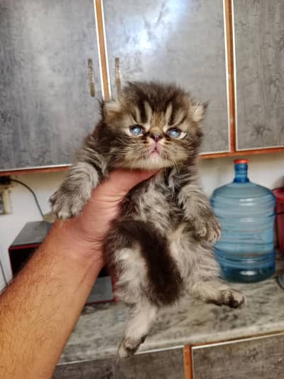 beautiful taby kitten
