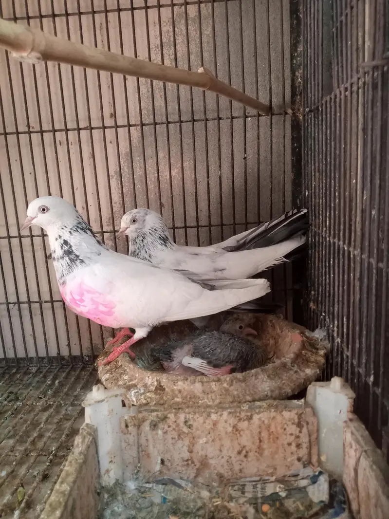 Pati Waly kabutar — photo 2