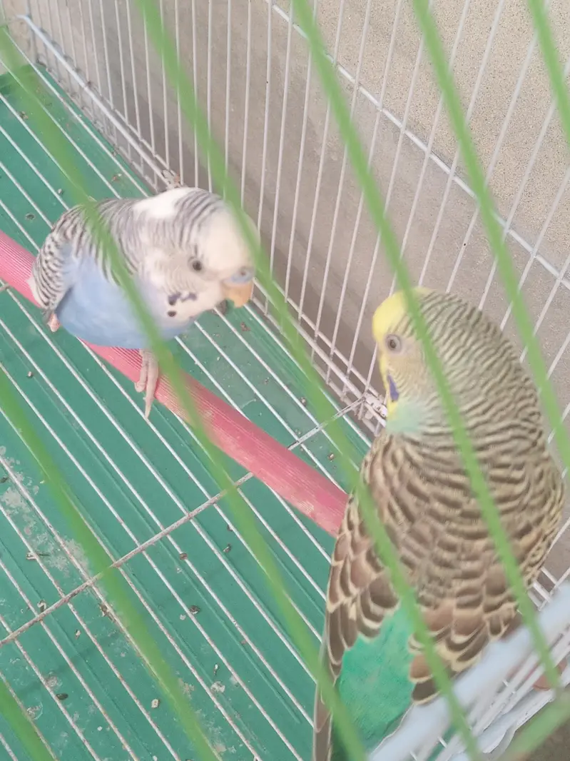 beautiful color full Budgies breeder pair for sale with cage — photo 2